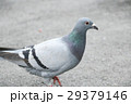 鳥 公園 パーク 29379146