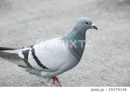 鳥 公園 パーク 29379146