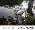 Swan, Park in Düsseldorf, Germany- Summer 2016 29379296