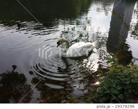 Swan, Park in Düsseldorf, Germany- Summer 2016 29379296