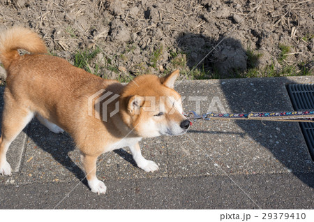 柴犬の反抗 柴犬の反抗 29379410