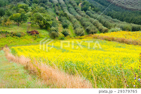 Colza plant yellow and green field 29379765