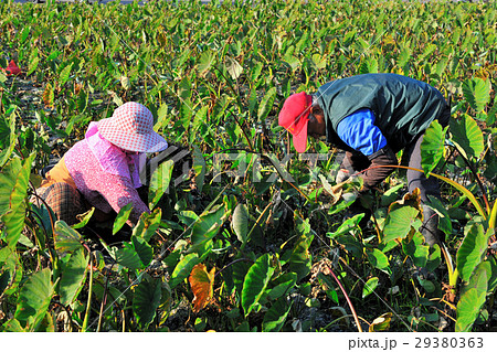 里芋 イモ サトイモ 29380363