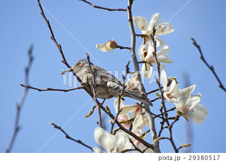 コブシとヒヨドリ コブシとヒヨドリ 29380517