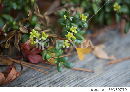 わかば 幼葉 若葉 29380730