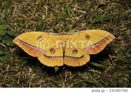 ヤママユガ ヤママユガ 29380790