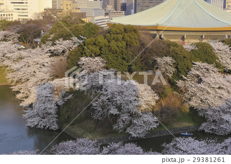 東京・千鳥ヶ淵の桜と日本武道館 東京・千鳥ヶ淵の桜と日本武道館 29381261