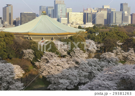 東京・日本武道館と大手町・丸の内ビル群　桜のころ 29381263