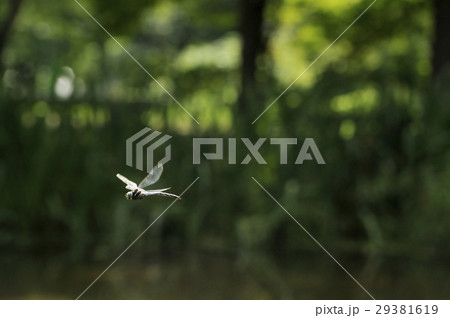 オオルリボシヤンマ 29381619