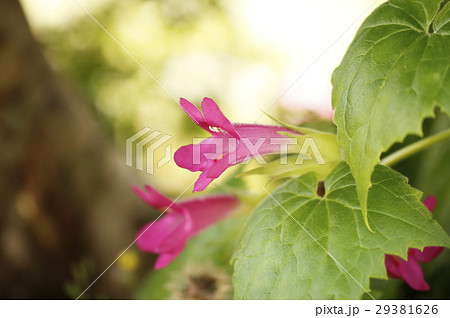 アサリナの花 29381626
