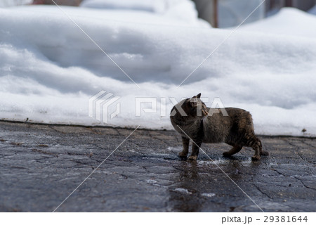 雪解けと猫 雪解けと猫 29381644