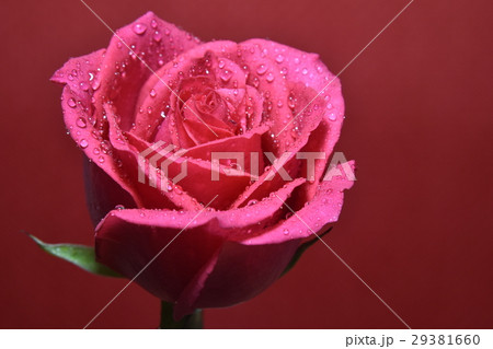 花 フラワー お花 29381660