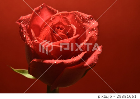 花 フラワー お花 29381661