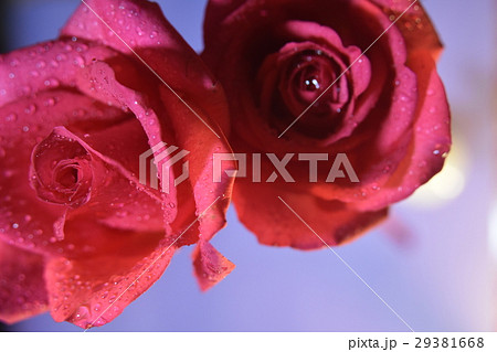 花 フラワー お花 29381668
