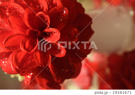 花 フラワー お花 29381671