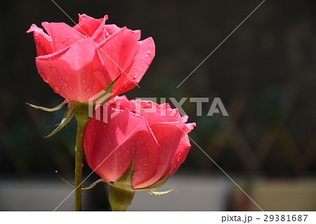 花 フラワー お花 29381687