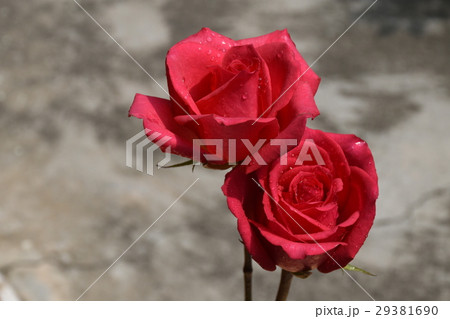 花 フラワー お花 29381690