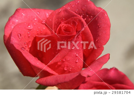 花 フラワー お花 29381704