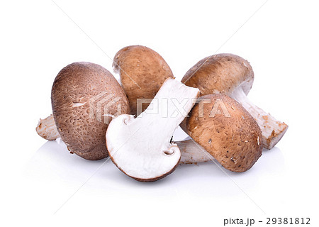 Shiitake mushroom isolated on white background 29381812