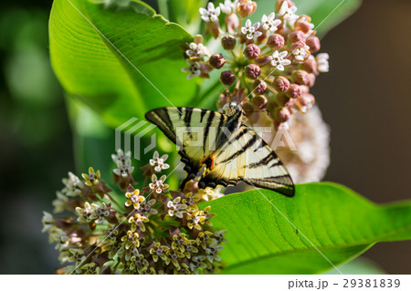 Butterfly 29381839