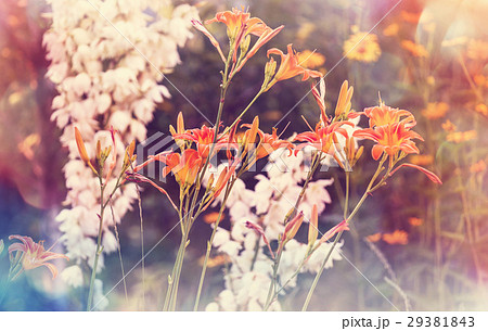Flowers 29381843