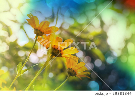 Flowers 29381844