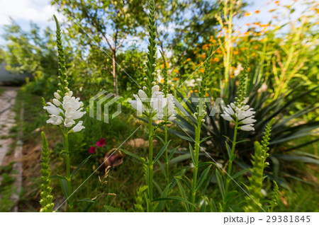 Flowers 29381845
