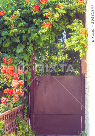 Gate in garden 29381847