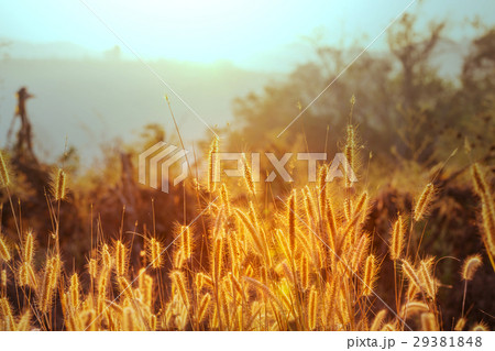 Grass 29381848