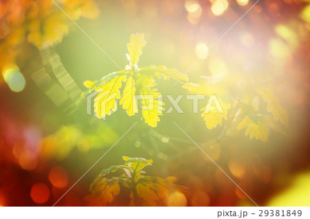 Green leaves 29381849