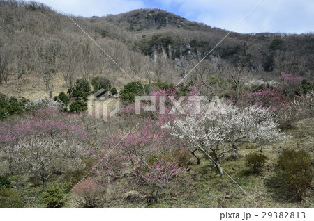 湯河原梅林 29382813