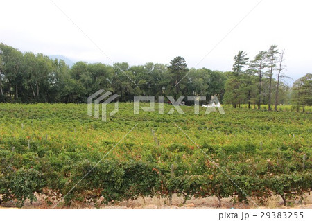 南アフリカ共和国フランシュフックのワイナリーRickety Bridge 29383255