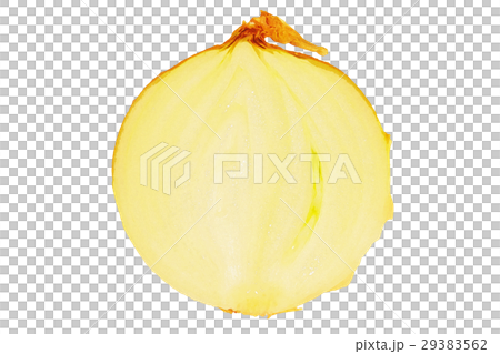 料理 食材のイメージにも使えるタマネギの断面図のリアルタッチのイラスト素材のイラスト素材