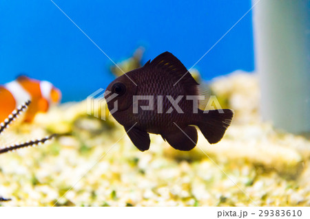 Dascyllus trimaculatus domino Dascyllus trimaculatus domino 29383610