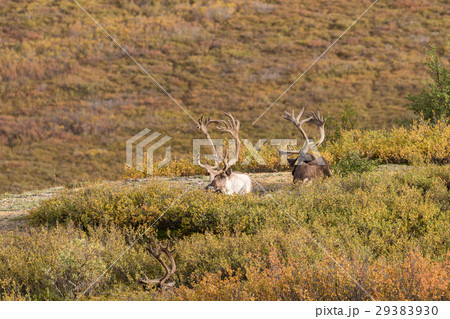 Barren Ground Caribou Bulls in Velvet 29383930