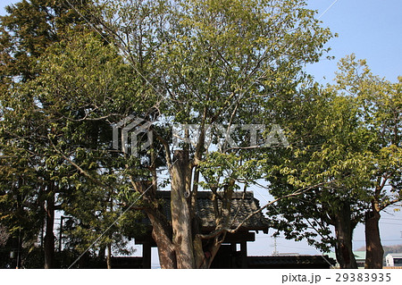 毘蘭樹（びらんじゅ） 29383935