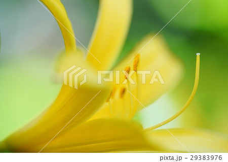 ムサシノキスゲ ムサシノキスゲ 29383976