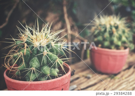 Cactus pot Cactus pot 29384288