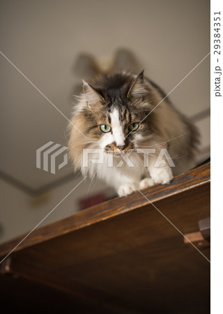 ねこ ねこ 29384351
