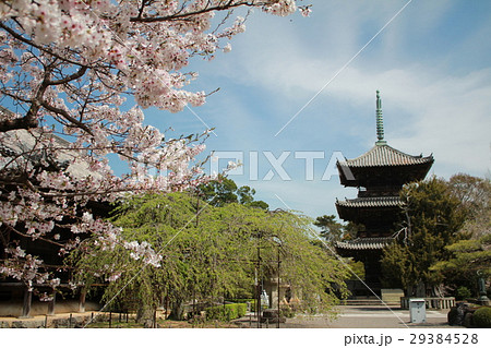 道成寺三重塔と桜 道成寺三重塔と桜 29384528