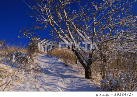 山中湖大平山から雪景色の登山道 山中湖大平山から雪景色の登山道 29384727