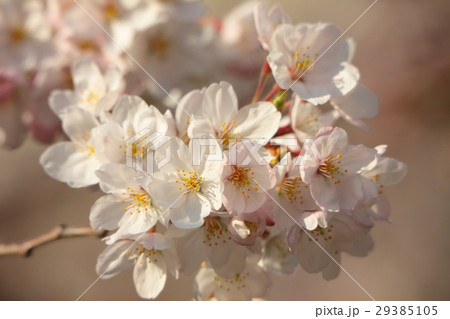 桜 29385105