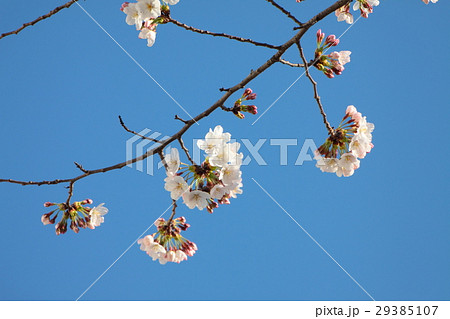 桜 29385107