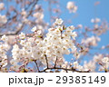 桜の花 29385149
