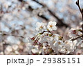 桜の花 29385151