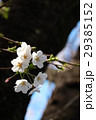 桜の花 29385152
