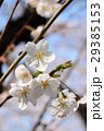 桜の花 29385153
