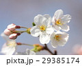 櫻 29385174
