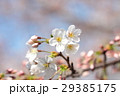 櫻 29385175