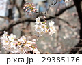 櫻 29385176